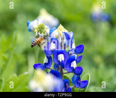 Eine Biene ist fest im Bluebonnets. Bluebonnet ist das Texas State Flower. Jedes Jahr im März und Anfang April, Blumen verteilt im ganzen Ort. Stockfoto