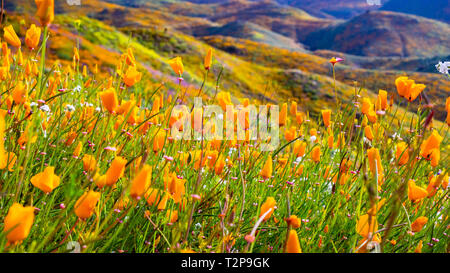 Kalifornien Mohnblumen blühen in Walker Canyon während des superbloom, Lake Elsinore, Süd Kalifornien Stockfoto