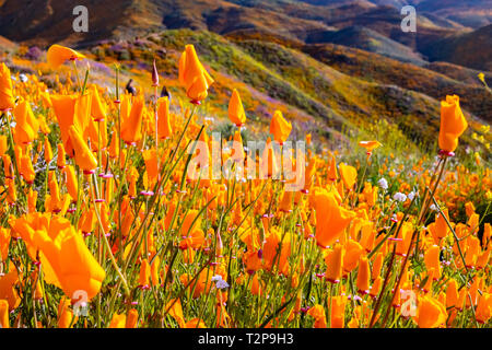 Kalifornien Mohnblumen blühen in Walker Canyon während des superbloom, Lake Elsinore, Süd Kalifornien Stockfoto