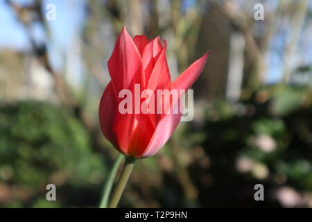 Czarred tulip Vor weichem Hintergrund für Vorlage Stockfoto