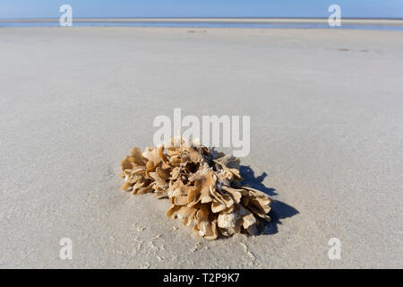 Flustra foliacea/Eschara foliacea, Arten von bryozoen, koloniale Tier im nördlichen Atlantik gefunden gewaschen an Land auf Gezeiten Watt Stockfoto