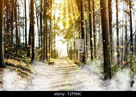 Magische Tiefe nebligen Herbst Wald. Park. Schöne Szene Misty alten Wald mit Sonne, Schatten und Nebel. Malerische Landschaft Stockfoto