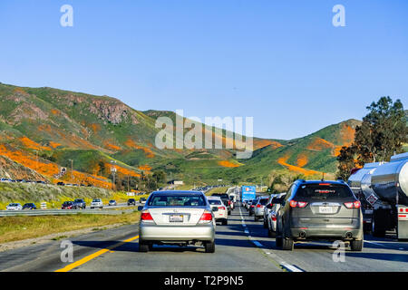 März 16, 2019 See Elsinore/CA/USA - Autos durch die Hügel in Kalifornien Mohn während des superbloom in Süd Kalifornien überdachte Driving Stockfoto