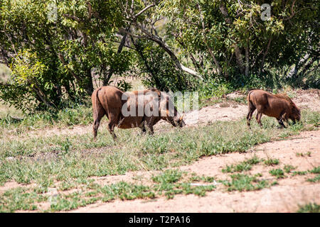 Gemeinsame Warzenschwein in Krüger Nationalpark, Südafrika; Specie Phacochoerus africanus Familie der Suidae Stockfoto