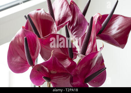 Dunkel Violett anthurium gegen den weißen Hintergrund. Tropische Pflanze in minimalistischem Stil. Flower Shop Konzept Stockfoto