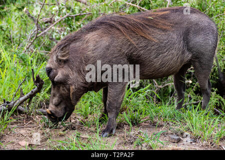 Gemeinsame Warzenschwein in Krüger Nationalpark, Südafrika; Specie Phacochoerus africanus Familie der Suidae Stockfoto