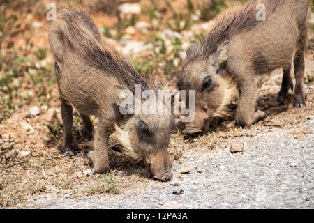 Gemeinsame Warzenschwein in Krüger Nationalpark, Südafrika; Specie Phacochoerus africanus Familie der Suidae Stockfoto