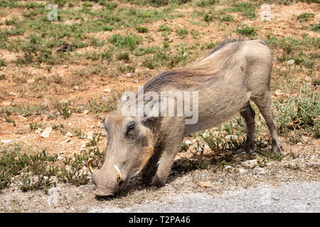 Gemeinsame Warzenschwein in Krüger Nationalpark, Südafrika; Specie Phacochoerus africanus Familie der Suidae Stockfoto