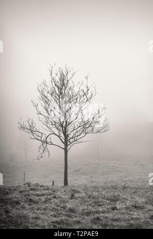 Silver Birch tree unter den Nebel auf den Lake District in Cumbria Stockfoto