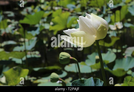 Lotus pavot Blumen in Pamplemousses Gardens, Mauritius, Indischer Ozean Stockfoto