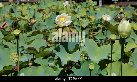 Lotus pavot Blumen in Pamplemousses Gardens, Mauritius, Indischer Ozean Stockfoto