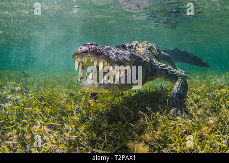 Amerikanische Salzwasser Krokodil auf dem Atoll der Chinchorro Banken, Low Angle View, Xcalak, Quintana Roo, Mexiko Stockfoto