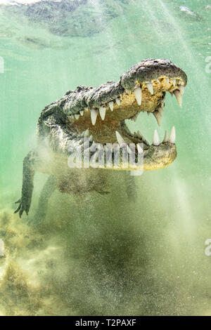Amerikanische Salzwasser Krokodil über dem sandigen Meeresboden auf dem Atoll der Chinchorro Banken, Low Angle View, Xcalak, Quintana Roo, Mexiko Stockfoto