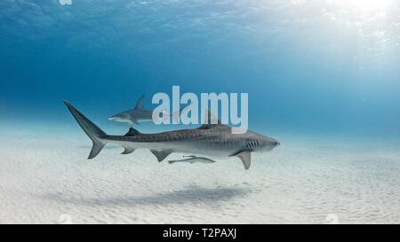 Unterwasseransicht von großer Hammerhai und Tiger Shark Schwimmen in der Nähe des Meeresbodens, Alice Town, Bimini, Bahamas Stockfoto
