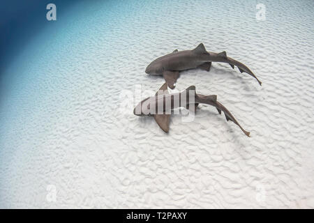 Unterwasser Blick auf Paar Ammenhaie auf sandigem Meeresgrund, Hohe Betrachtungswinkel, Alice Town, Bimini, Bahamas Stockfoto