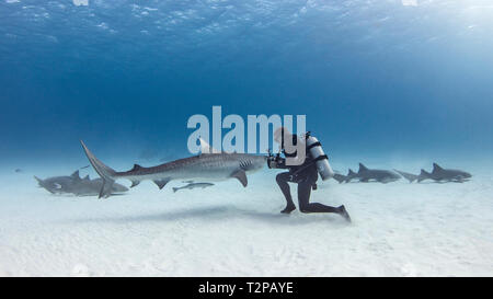 Unterwasseransicht der männlichen Scuba Diver mit Tiger Shark und Ammenhaie über Meeresboden, Alice Town, Bimini, Bahamas Stockfoto