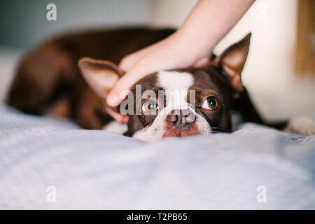 Hund auf Bett streichelte Stockfoto