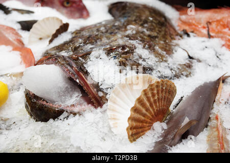 Seeteufel mit Eis in den Mund auf die Anzeige Stockfoto