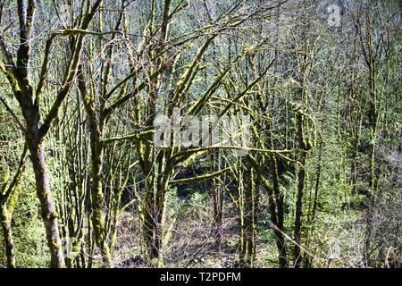 Moosbäume sind ein häufiger Anblick in den Regenwäldern der British Columbia Coast Mountains in Dewdney, Mission, British Columbia, Kanada Stockfoto