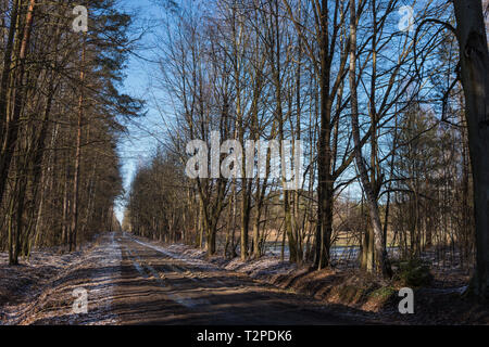 Schlammigen Boden Straße mit Rut durch einen Wald im Winter Stockfoto