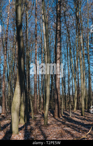 Stellario holosteae Art der gemäßigten Breiten blatt Wälder mit Hainbuche Bäume im Winter in Polen Stockfoto