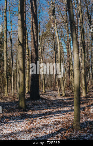 Stellario holosteae Art der gemäßigten Breiten blatt Wälder mit Hainbuche Bäume im Winter in Polen Stockfoto