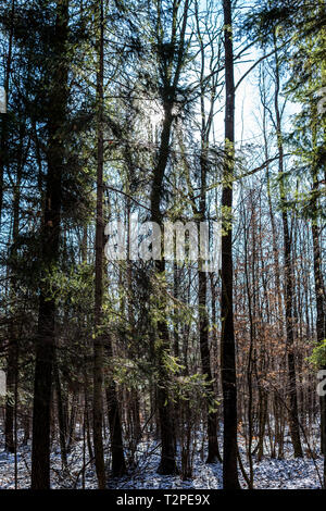 Stellario holosteae Art der gemäßigten Breiten blatt Wälder mit Hainbuche Bäume im Winter in Polen Stockfoto