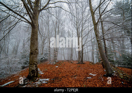 Herbst Wald durch den ersten Schnee bedeckt Stockfoto