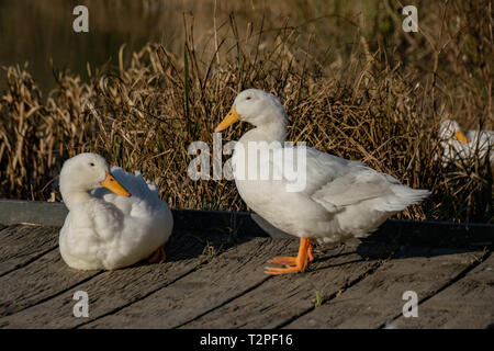 Weiße schwere Enten - amerikanische Pekin auch als Aylesbury oder Long Island Ente ruht auf einer hölzernen Plattform bei Sonnenuntergang bekannt Stockfoto