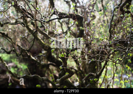 Ein Korkenzieher-Haselnussbaum im Bear Creek Park, Surrey, British Columbia, Kanada Stockfoto