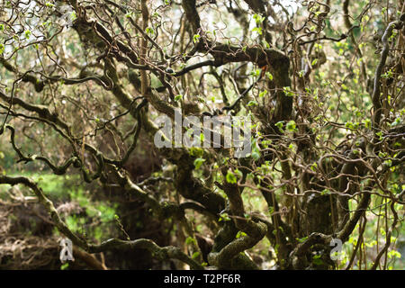 Ein Korkenzieher-Haselnussbaum im Bear Creek Park, Surrey, British Columbia, Kanada Stockfoto