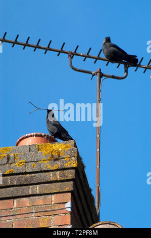 Dohlen (Corvus monedula) Stockfoto