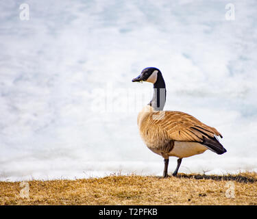Eine Kanadagans, Branta canadensis, Fütterung in einem Patch von Braun getrocknetes Gras neben einem gefrorenen See im Frühjahr mit Gras im Maul. Stockfoto