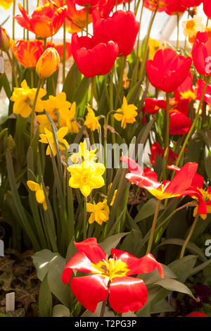 Eine Mischung aus Frühling Blumen wachsen in einem Gewächshaus. Stockfoto