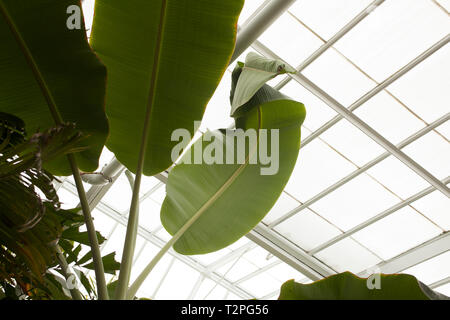 Zu Banane Werk verlässt, mit einem seltsam geformte Blätter. Stockfoto