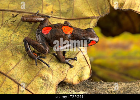 Bullseye harlequin Poison dart Frog, Oophaga histrionica rot gefleckte dartfrog, aus dem Regenwald Kolumbiens. Giftige jungle Tier. Stockfoto