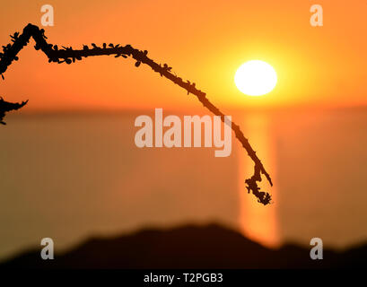 Ocotillo Wüste von Sonora. Ocotillo. Desierto de Sonora. Sonnenuntergang im Meer von Cortez, Golf von Kalifornien. atardeser en el Mar de Cortez, Golfo de California. Fouquieria splendens ist eine Pflanzenart in der Gattung Fouquieria der Familie Fouquieriaceae. Es ist eine Blume Pflanze angepasst in den Wüsten des Südwestens zu leben... Fouquieria splendens es una especie Dentro del género Fouquieria de La Familia Fouquieriaceae. Se trata de una Planta de Flor adaptada a vivir en los desiertos del Norte. (Foto: Isrrael Garnica/NortePhoto) Stockfoto