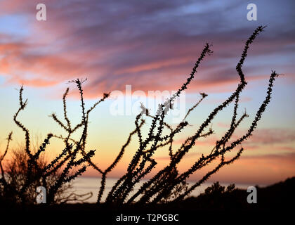 Ocotillo Wüste von Sonora. Ocotillo. Desierto de Sonora. Sonnenuntergang im Meer von Cortez, Golf von Kalifornien. atardeser en el Mar de Cortez, Golfo de California. Fouquieria splendens ist eine Pflanzenart in der Gattung Fouquieria der Familie Fouquieriaceae. Es ist eine Blume Pflanze angepasst in den Wüsten des Südwestens zu leben... Fouquieria splendens es una especie Dentro del género Fouquieria de La Familia Fouquieriaceae. Se trata de una Planta de Flor adaptada a vivir en los desiertos del Norte. (Foto: Isrrael Garnica/NortePhoto) Stockfoto