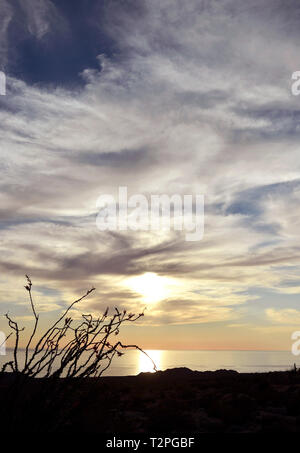 Ocotillo Wüste von Sonora. Ocotillo. Desierto de Sonora. Sonnenuntergang im Meer von Cortez, Golf von Kalifornien. atardeser en el Mar de Cortez, Golfo de California. Fouquieria splendens ist eine Pflanzenart in der Gattung Fouquieria der Familie Fouquieriaceae. Es ist eine Blume Pflanze angepasst in den Wüsten des Südwestens zu leben... Fouquieria splendens es una especie Dentro del género Fouquieria de La Familia Fouquieriaceae. Se trata de una Planta de Flor adaptada a vivir en los desiertos del Norte. (Foto: Isrrael Garnica/NortePhoto) Stockfoto