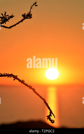 Ocotillo Wüste von Sonora. Ocotillo. Desierto de Sonora. Sonnenuntergang im Meer von Cortez, Golf von Kalifornien. atardeser en el Mar de Cortez, Golfo de California. Fouquieria splendens ist eine Pflanzenart in der Gattung Fouquieria der Familie Fouquieriaceae. Es ist eine Blume Pflanze angepasst in den Wüsten des Südwestens zu leben... Fouquieria splendens es una especie Dentro del género Fouquieria de La Familia Fouquieriaceae. Se trata de una Planta de Flor adaptada a vivir en los desiertos del Norte. (Foto: Isrrael Garnica/NortePhoto) Stockfoto