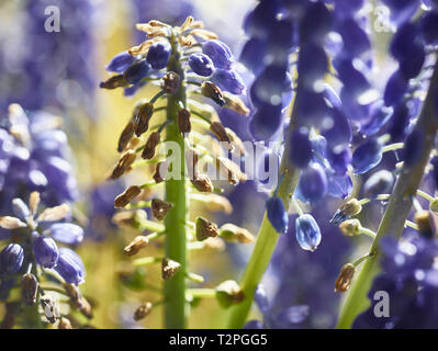 Traubenhyazinthen Blume in der frühlingssonne von Urban Garden in London, England, Vereinigtes Königreich, Europa Stockfoto