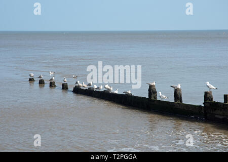 Buhnen auf Cromer Strände, Norfolk, Großbritannien Stockfoto