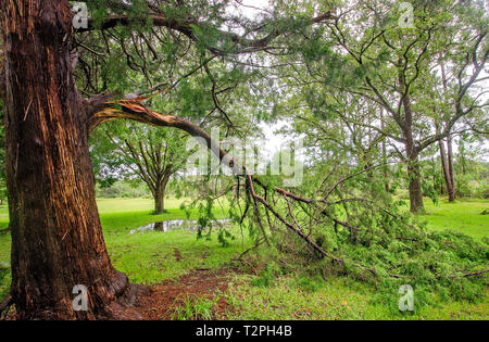 Ein großer Zweig von einer Zeder legt auf dem Boden nach dem Tropischen Sturm Gordon, Sept. 5, 2018, in Coden, Alabama. Stockfoto