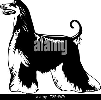 Afghan Hound Vector Illustration Stock Vektor