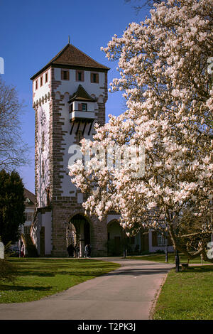 Magnolie und Saint Alban mittelalterliche Tor in Basel, Schweiz. Frühling. St. Alban Tor. Stockfoto