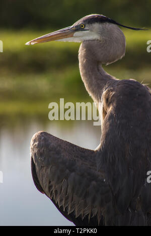 Great Blue heron Stockfoto
