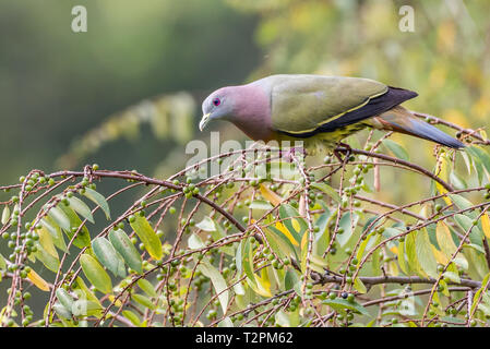 Treron vernans - Der rosa-necked grüne Taube Stockfoto