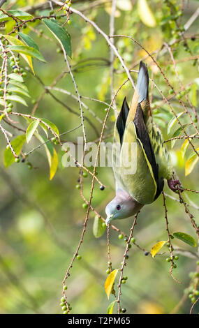 Treron vernans - Der rosa-necked grüne Taube Stockfoto