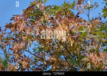 Europäische Esche, Fraxinus excelsior mit Samen im Herbst. Genua, Italien Stockfoto