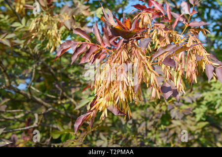 Europäische Esche, Fraxinus excelsior mit Samen im Herbst. Genua, Italien Stockfoto